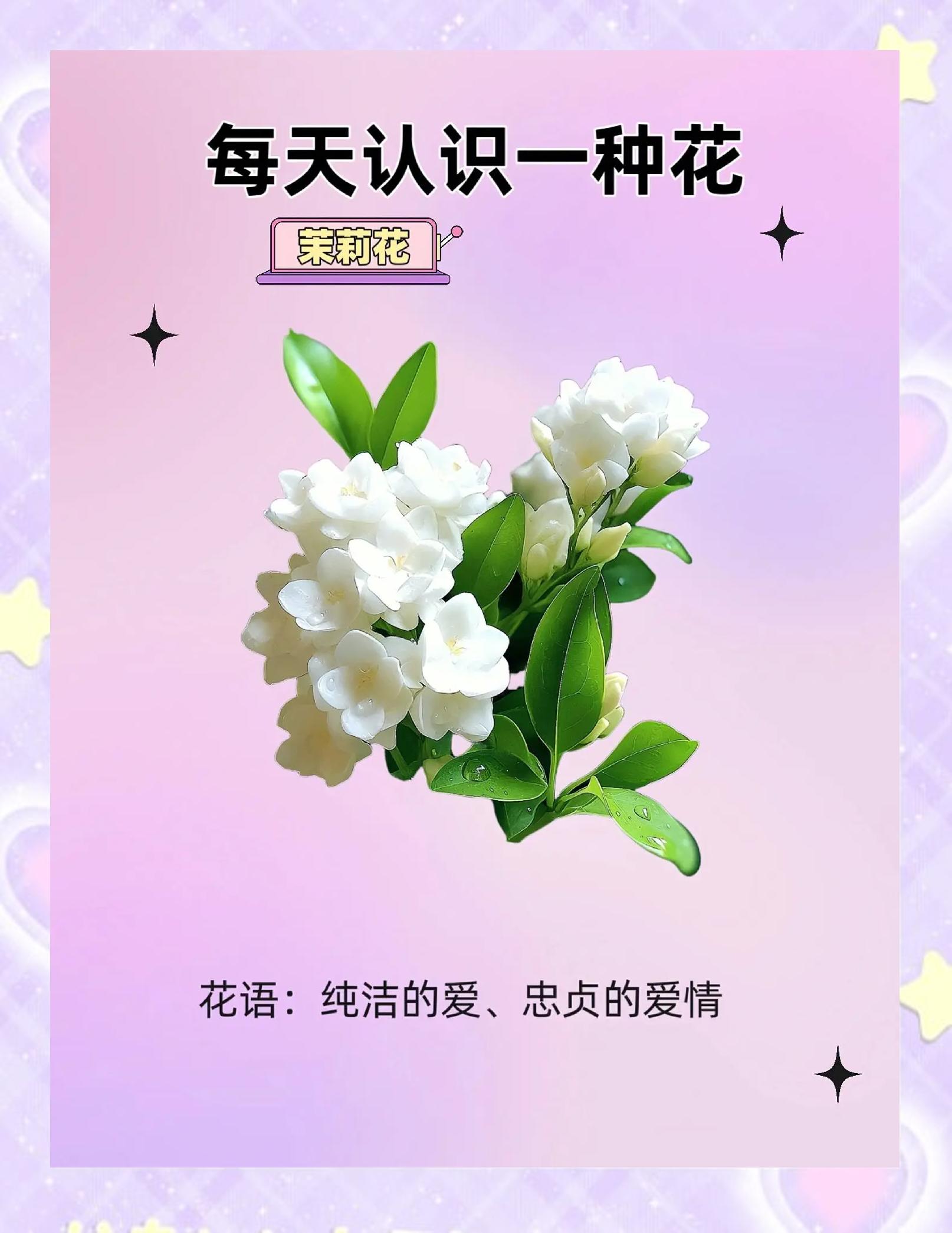 茉莉花开